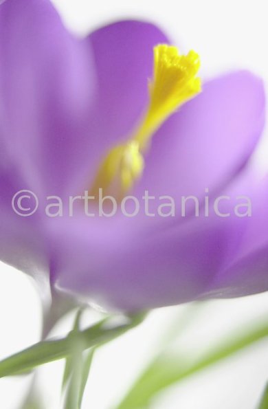 Krokus-Crocus-sativus-15