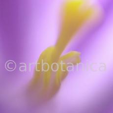 Krokus-Crocus-sativus-12