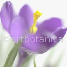 Krokus-Crocus-sativus-3