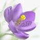 Crocus-Crocus sativus