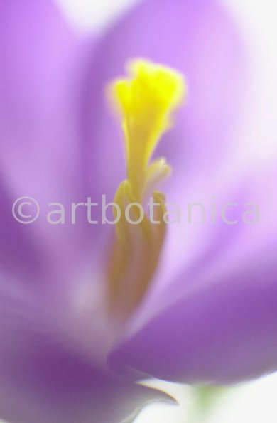 Krokus-Crocus-sativus-13