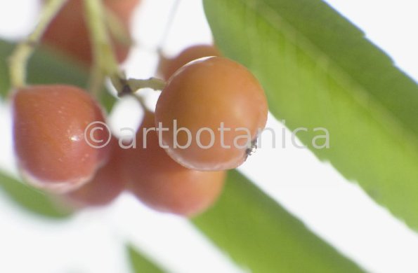 Eberesche-Sorbus-aucuparia-22