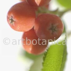 Eberesche-Sorbus-aucuparia-23