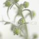 Eberraute, Zitronenkraut - Artemisia abrotanum