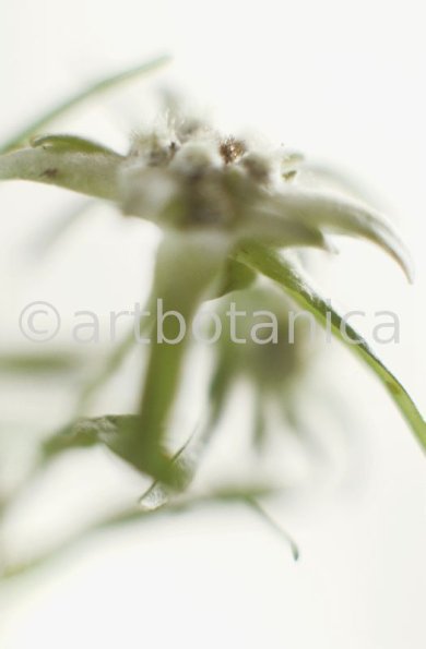 Edelweiss-Leontopodium-alpinum-4