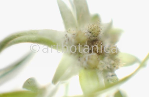 Edelweiss-Leontopodium-alpinum-7