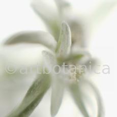 Edelweiss-Leontopodium-alpinum-6