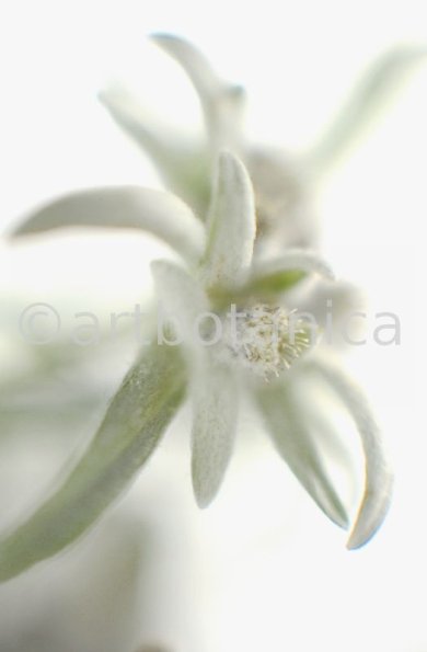 Edelweiss-Leontopodium-alpinum-2