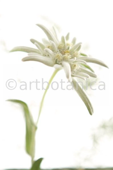 Edelweiss-Leontopodium-alpinum-8