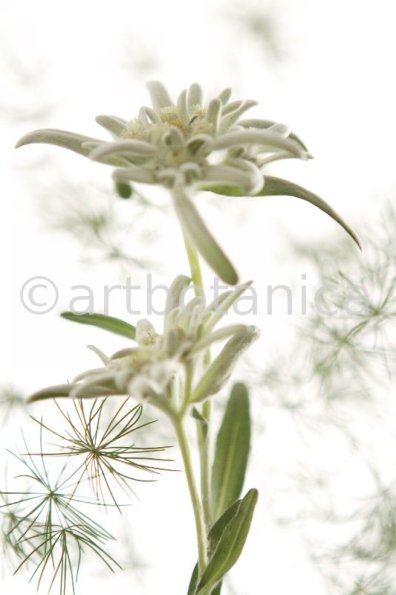 Edelweiss-Leontopodium-alpinum-13