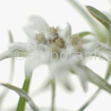 Edelweiss-Leontopodium-alpinum-1