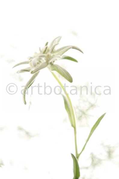 Edelweiss-Leontopodium-alpinum-9
