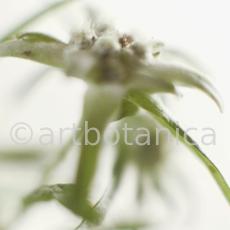 Edelweiss-Leontopodium-alpinum-4
