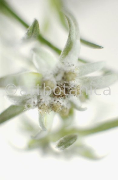 Edelweiss-Leontopodium-alpinum-5