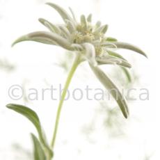 Edelweiss-Leontopodium-alpinum-10