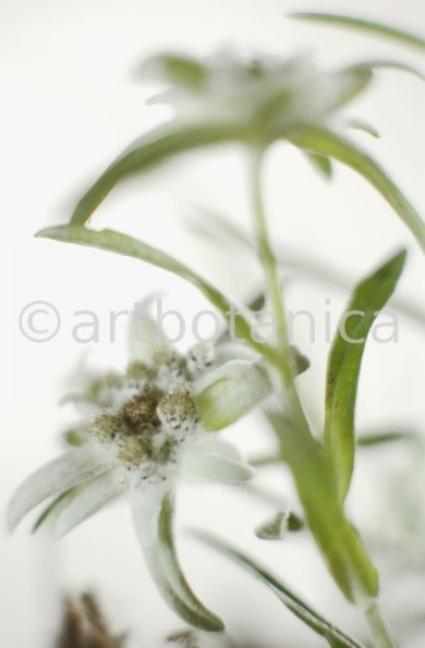 Edelweiss-Leontopodium-alpinum-3