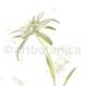 Edelweiss-Leontopodium alpinum