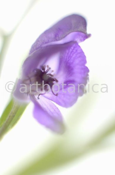 Eisenhut-Aconitum napellus-25