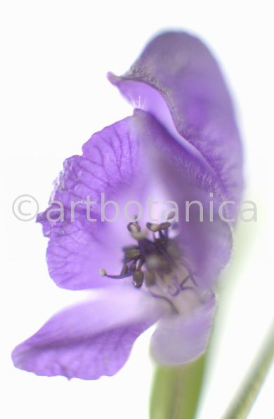 Eisenhut-Aconitum napellus-20
