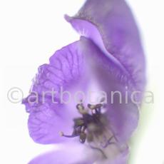 Eisenhut-Aconitum napellus-20