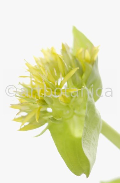 gelber-Enzian-Gentiana-lutea-30
