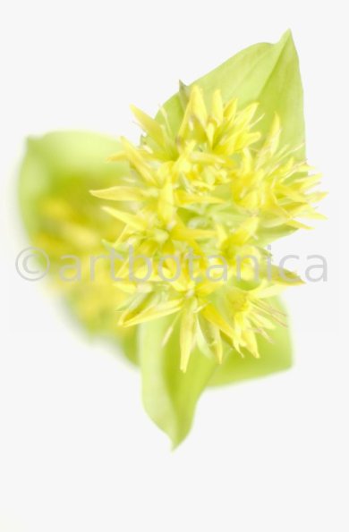 gelber-Enzian-Gentiana-lutea-34