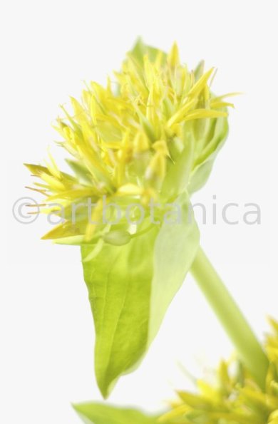 gelber-Enzian-Gentiana-lutea-35