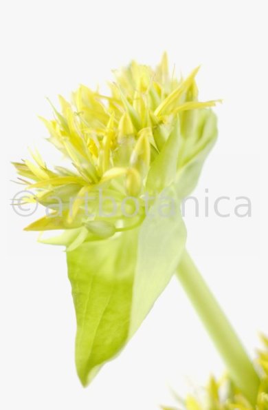 gelber-Enzian-Gentiana-lutea-36