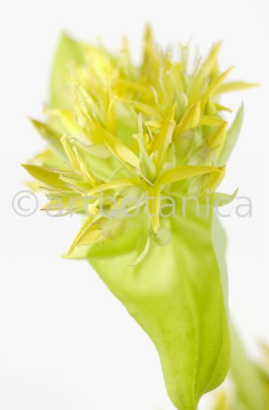 gelber-Enzian-Gentiana-lutea-31