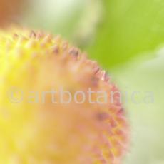 Erdbeerbaum-Arbutus-unedo-9