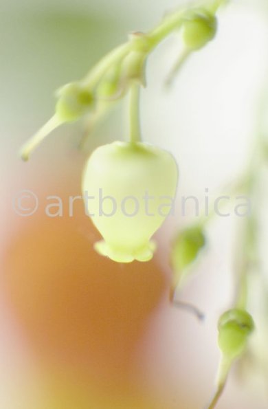 Erdbeerbaum-Arbutus-unedo-8