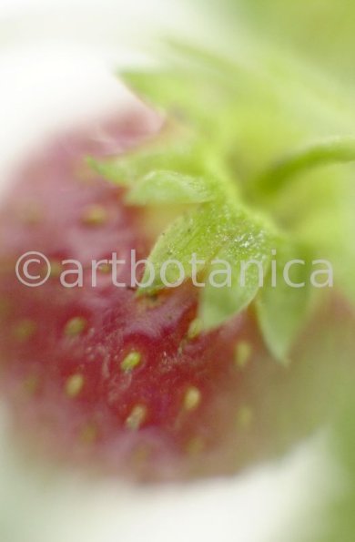 Erdbeere-Fragaria vesca-8