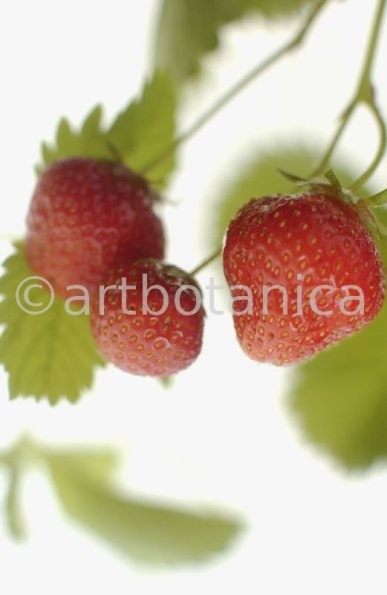 Erdbeere-Fragaria vesca-33