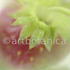 Erdbeere-Fragaria vesca-7