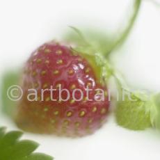Erdbeere-Fragaria vesca-3