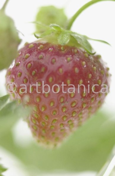 Erdbeere-Fragaria vesca-9