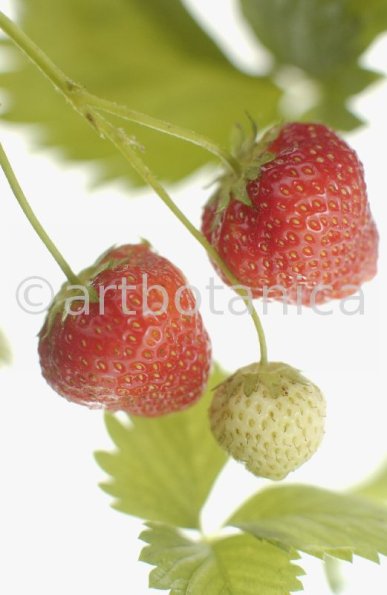 Erdbeere-Fragaria vesca-28
