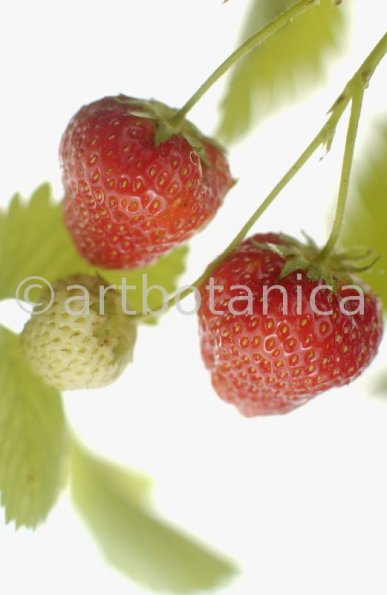 Erdbeere-Fragaria vesca-32
