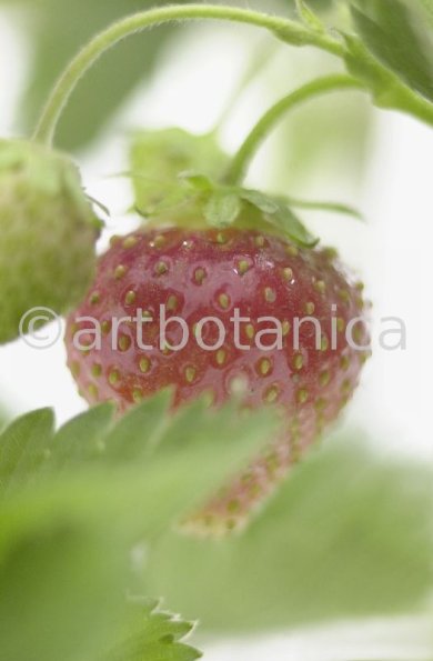 Erdbeere-Fragaria vesca-10