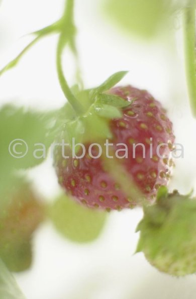 Erdbeere-Fragaria vesca-2