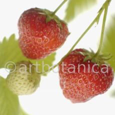 Erdbeere-Fragaria vesca-32