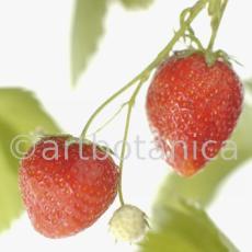 Erdbeere-Fragaria vesca-23