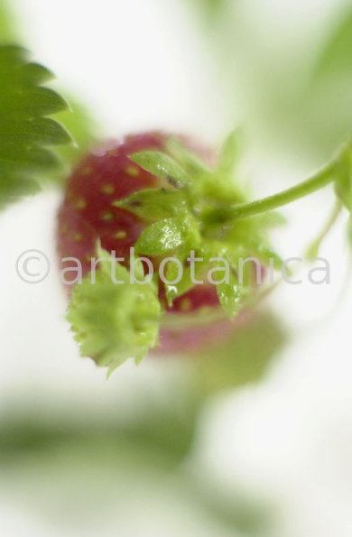 Erdbeere-Fragaria vesca-5