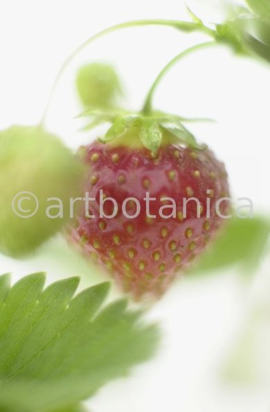 Erdbeere-Fragaria vesca-1