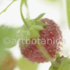 Erdbeere-Fragaria vesca-2