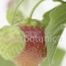 Erdbeere-Fragaria vesca-17