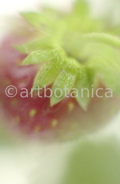 Erdbeere-Fragaria vesca-7