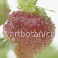 Erdbeere-Fragaria vesca-9