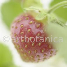 Erdbeere-Fragaria vesca-21