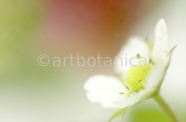 Erdbeere-Fragaria vesca-14